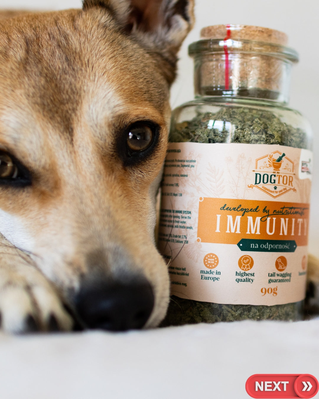 Zioła w diecie psa: kiedy pomagają, a kiedy nie? – praktyczny przewodnik Sytej Michy