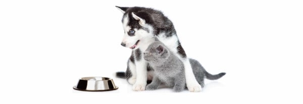 Woda dla psa i kota - jak często wymieniać wodę w psiej i kociej misce?