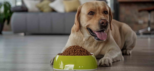 Żywienie psa seniora, czyli jak prawidłowo karmić starszego psa