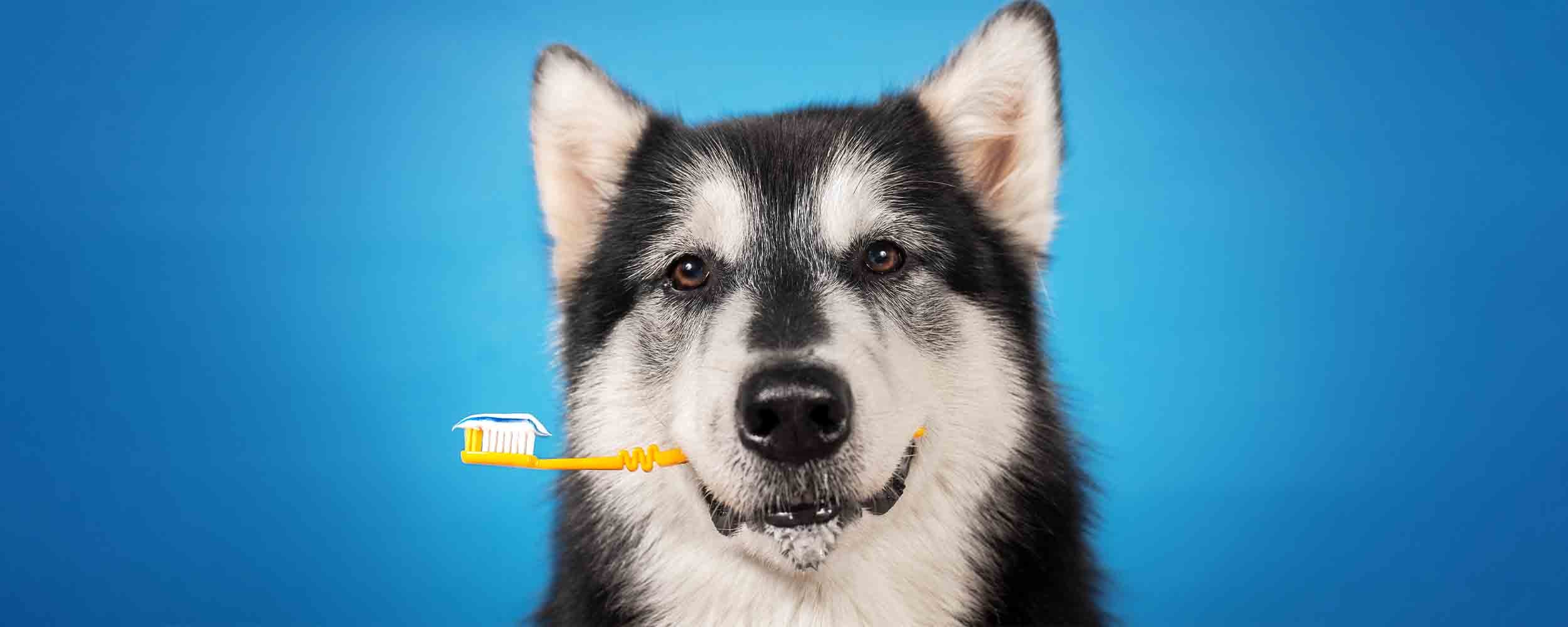 Higiena jamy ustnej psów i kotów czyli jak zadbać o zdrowe zęby swojego pupila