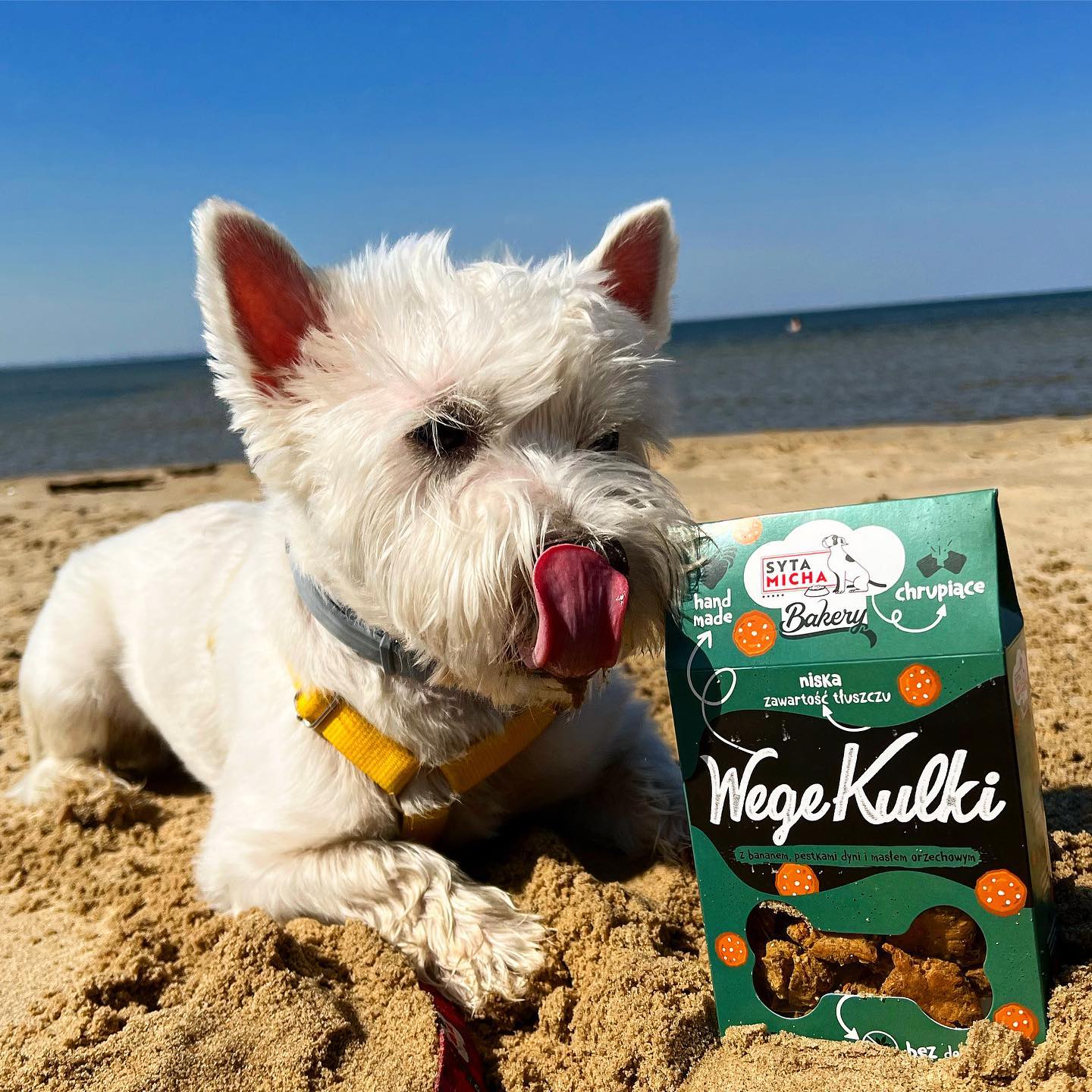 Przyjemne z pożytecznym, czyli jak chrupanie ciastek Bakery wspiera higienę psich zębów?