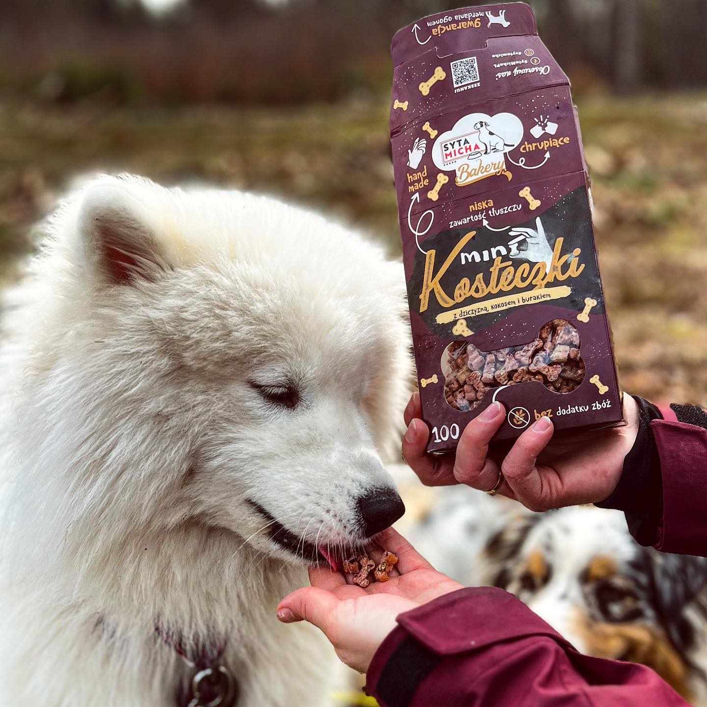 Chrupiąca motywacja, czyli jak wykorzystać ciastka dla psa w treningu i nagradzaniu?