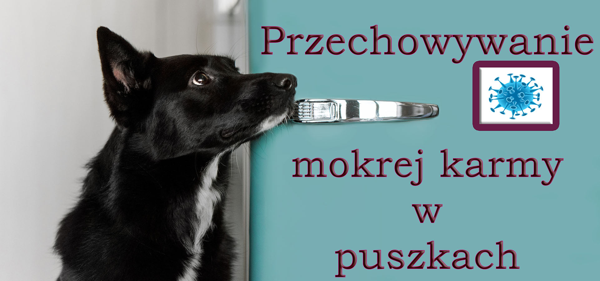 Karma w puszce dla psa - prawidłowe przechowywanie
