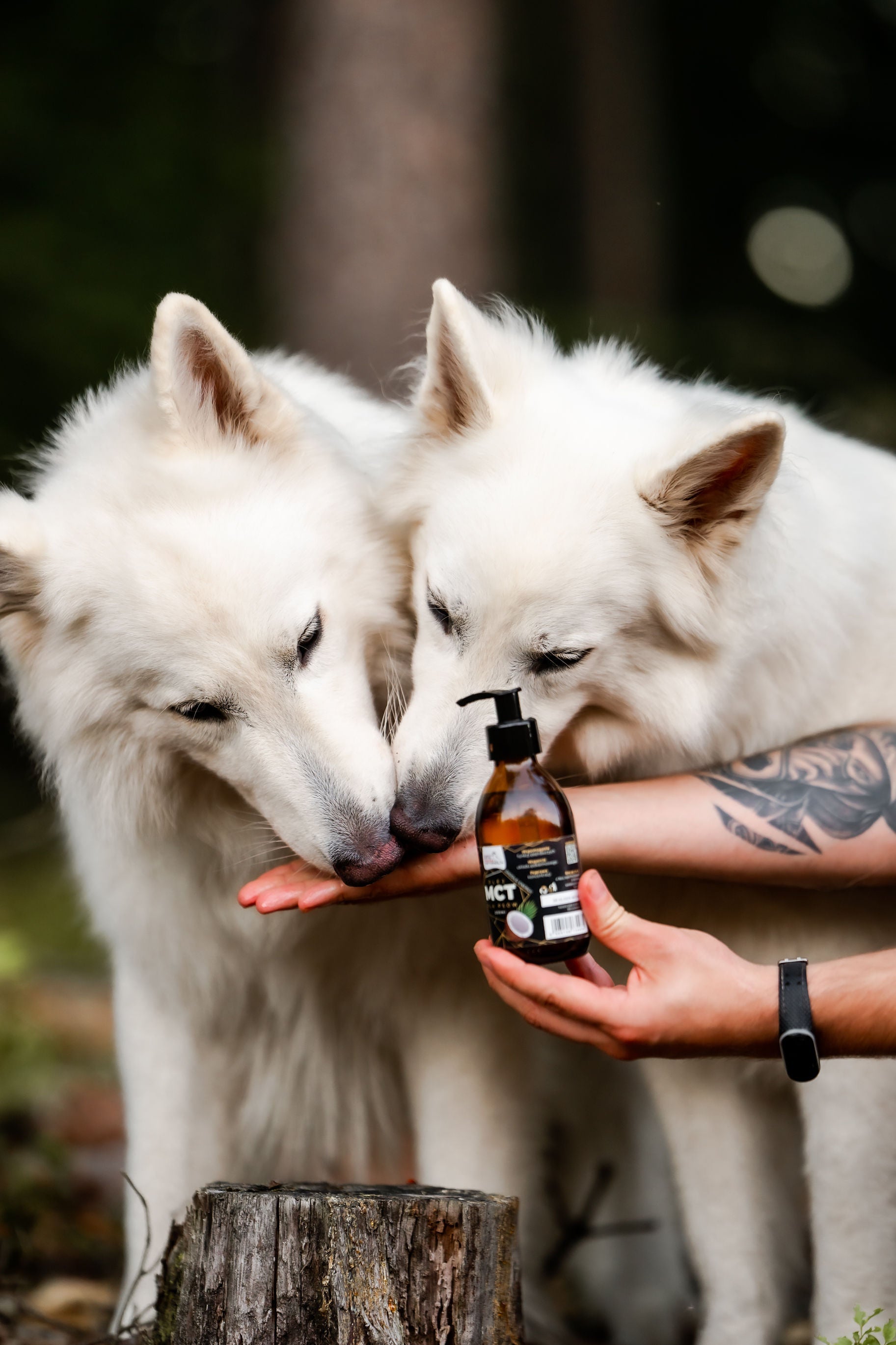 Zdrowa skóra i lśniąca sierść – jak poprawić wygląd psa od środka