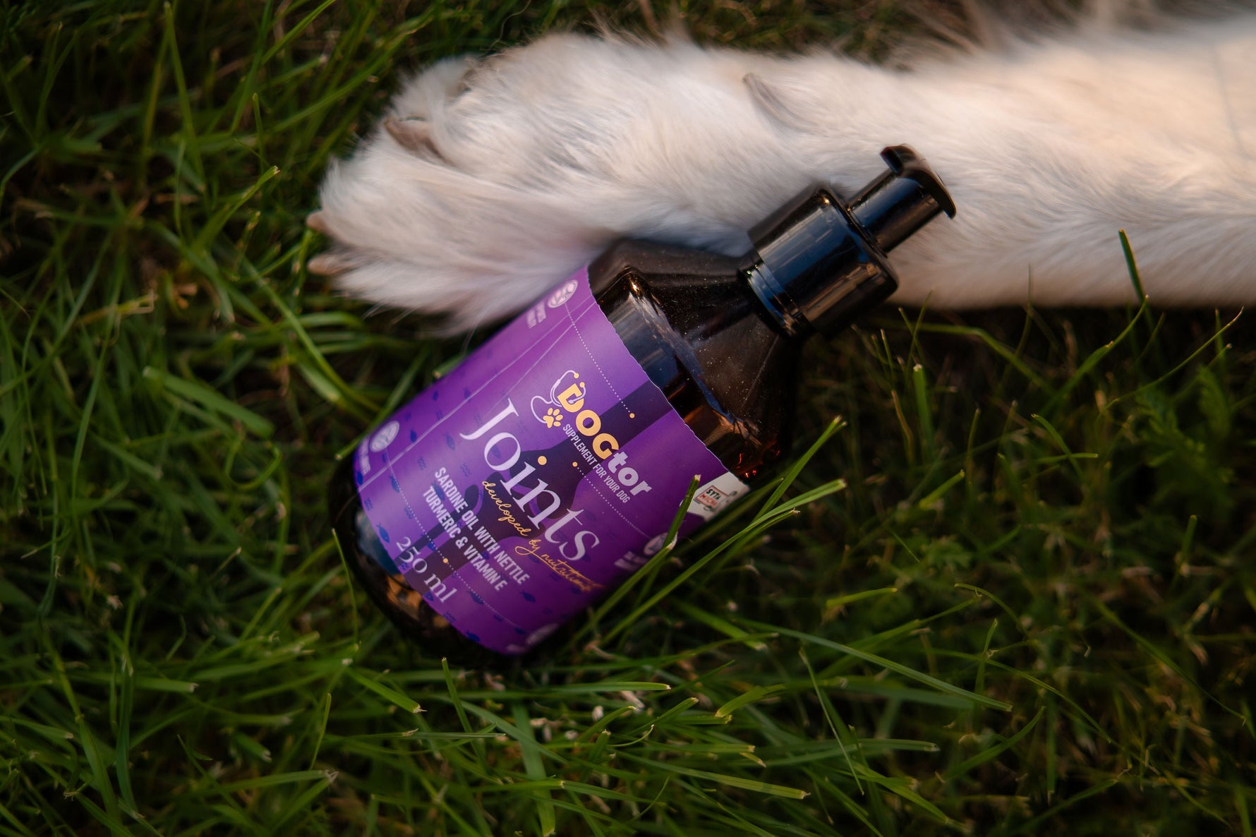 Zdrowe stawy psa na lata! Jak naturalne oleje wspierają aparat ruchu?