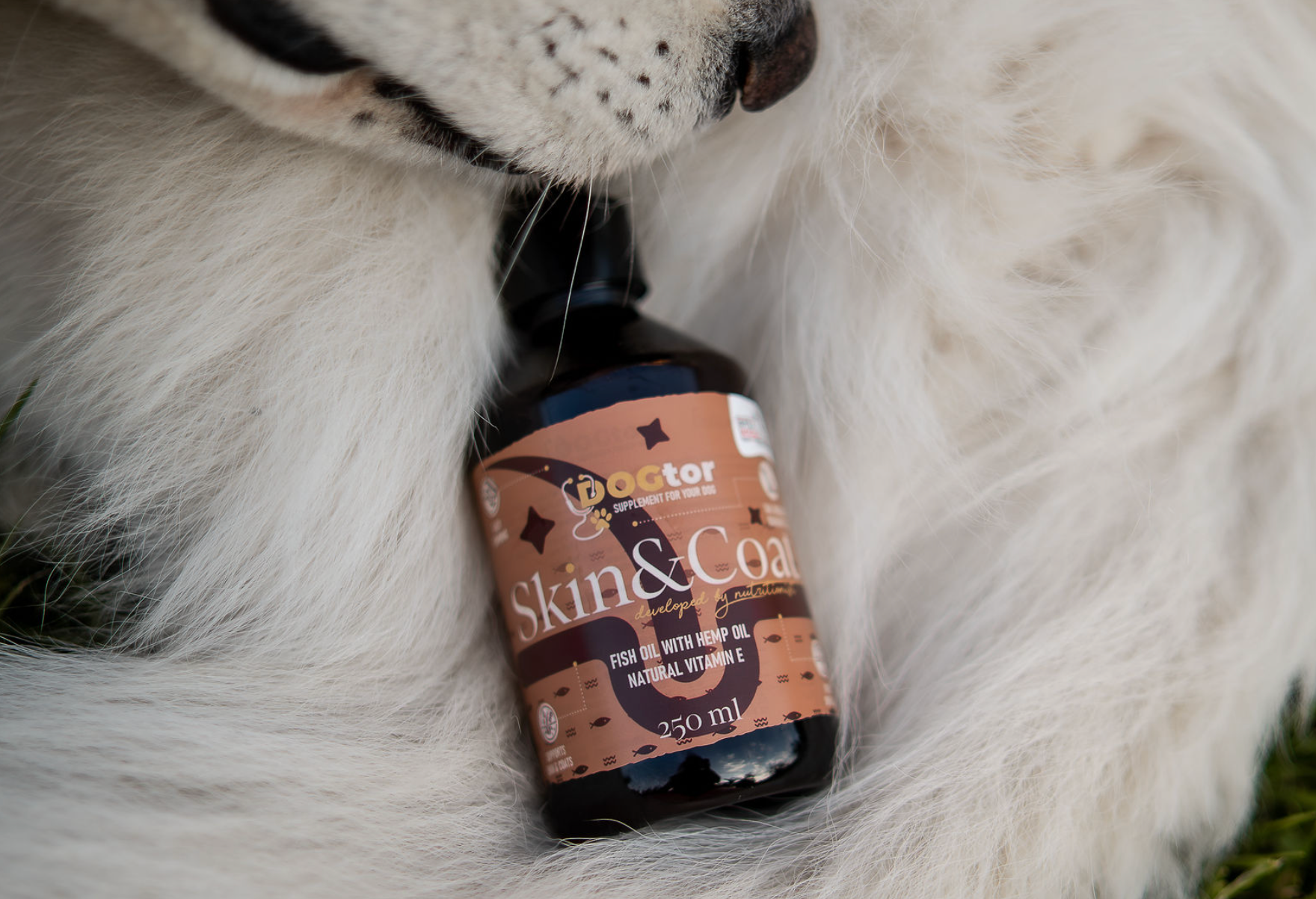 Oleje funkcjonalne vs zioła – co wybrać dla mojego psa? Poradnik Sytej Michy